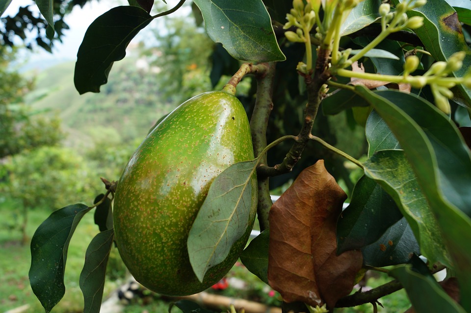 опасные свойства авокадо