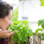 Фрукты и овощи, которые можно высадить на подоконнике