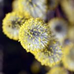 Весенняя аллергия: как справиться с симптомами и выжить в сезон пыльцы