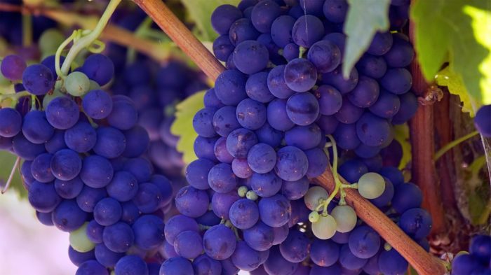 польза и вред винограда