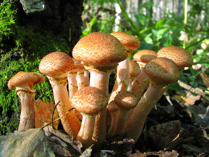 Какие есть лесные грибы