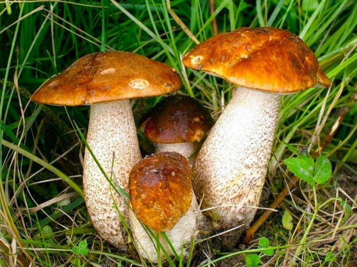 виды грибов подберезовики