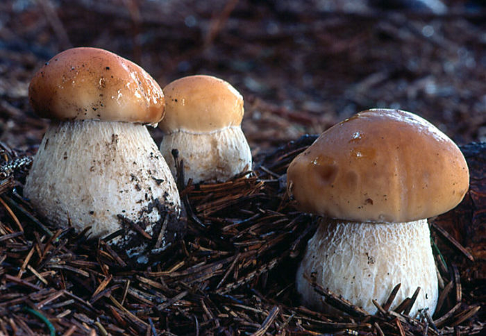 виды съедобных грибов белые