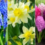 10 растений, которые зацветают в саду раньше всех весной