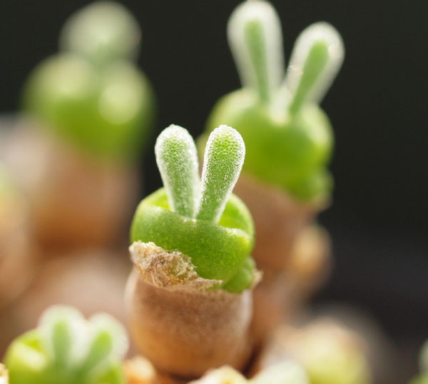 bunny succulents