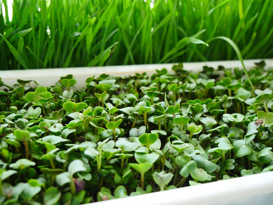 проращивание микрозелени