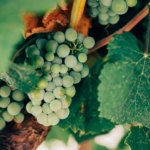Масло виноградных косточек: польза и применение