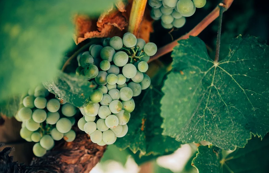 Масло виноградных косточек: польза и применение