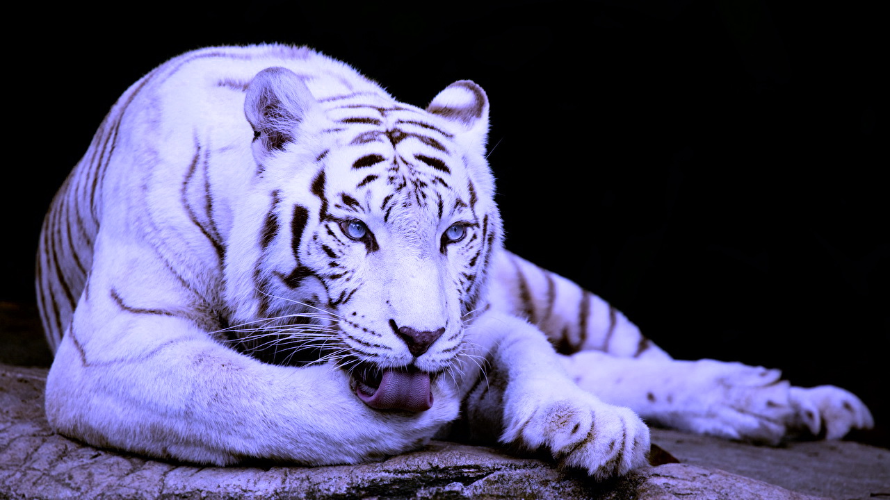 год черного водяного тигра