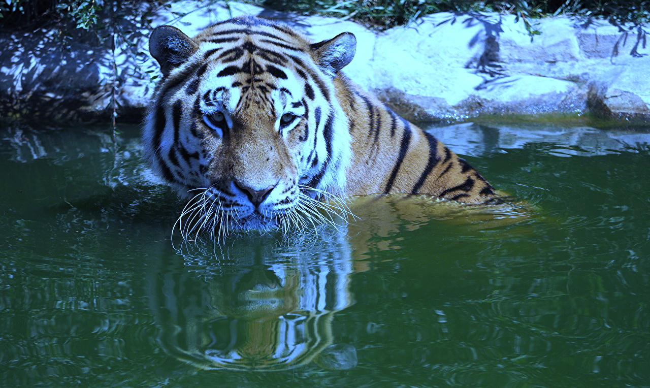год голубого водяного тигра 2022