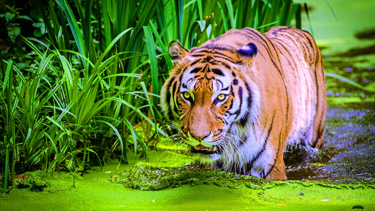 новый год водяного тигра