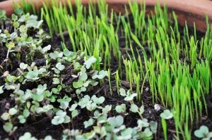 як виростити мікрозелень